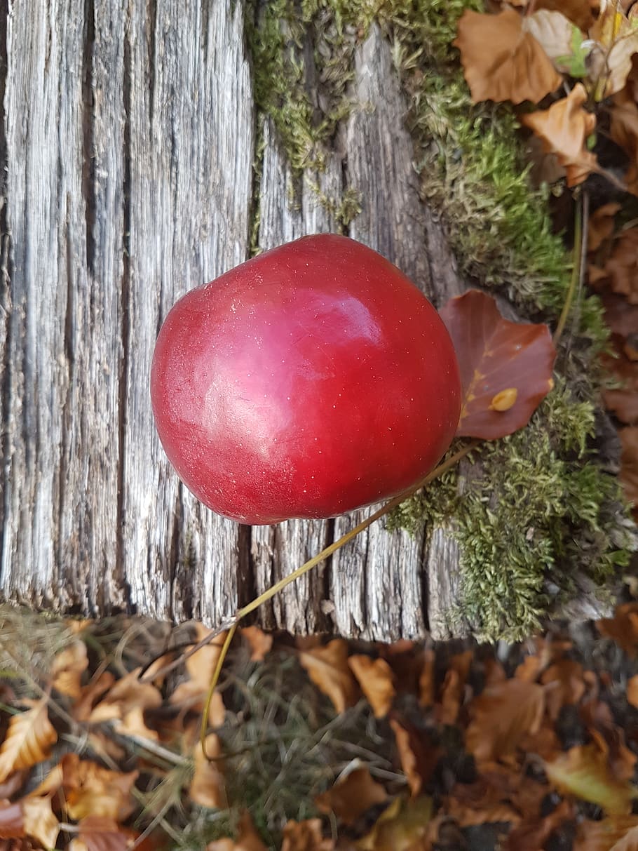 apple, tree, leaves, moss, food, red, plant, food and drink HD wallpaper