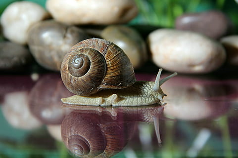 snail, shell, slowly, crawl, mollusk, nature, animal, probe HD wallpaper
