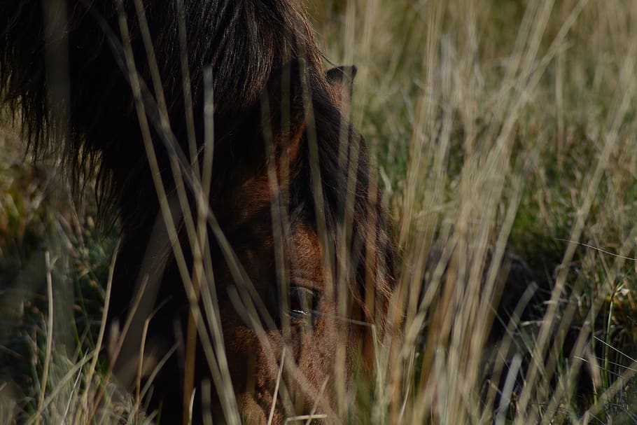 brown horse on grass, plant, flora, wild animal, wild life, wild animalî HD wallpaper