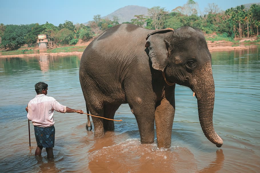 man cleaning black elephant, animal, wildlife, mammal, person HD wallpaper