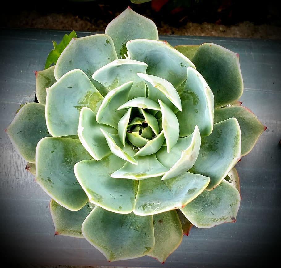 plant, pattern, garden, nature, symmetry, cactus, succulent plant HD wallpaper
