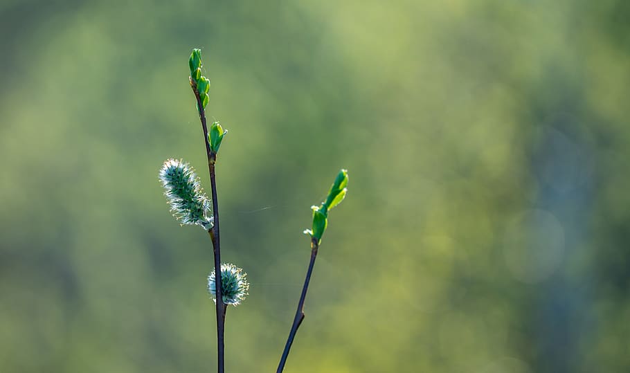 Selective Focus Photo of Green Plant, color, growth, focus on foreground HD wallpaper