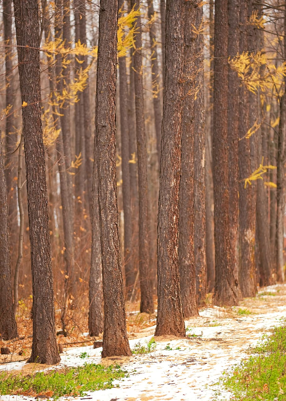 trees, path, woods, road, brown, bark, land, plant, tree trunk HD wallpaper