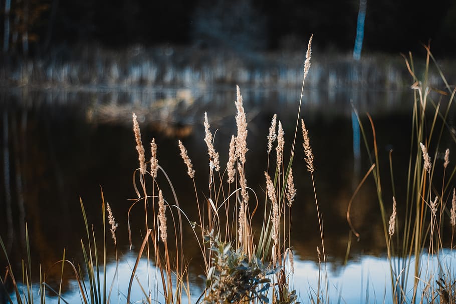natural, lake, water, plant, nature, growth, tranquility, focus on foreground