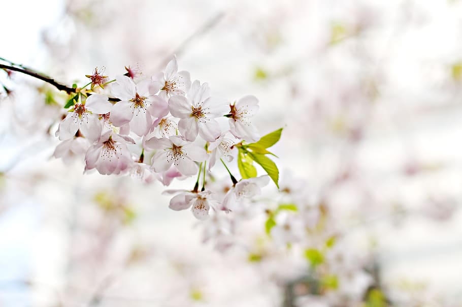 blossoms, flowers, trees, branches, nature, white, freshness HD wallpaper