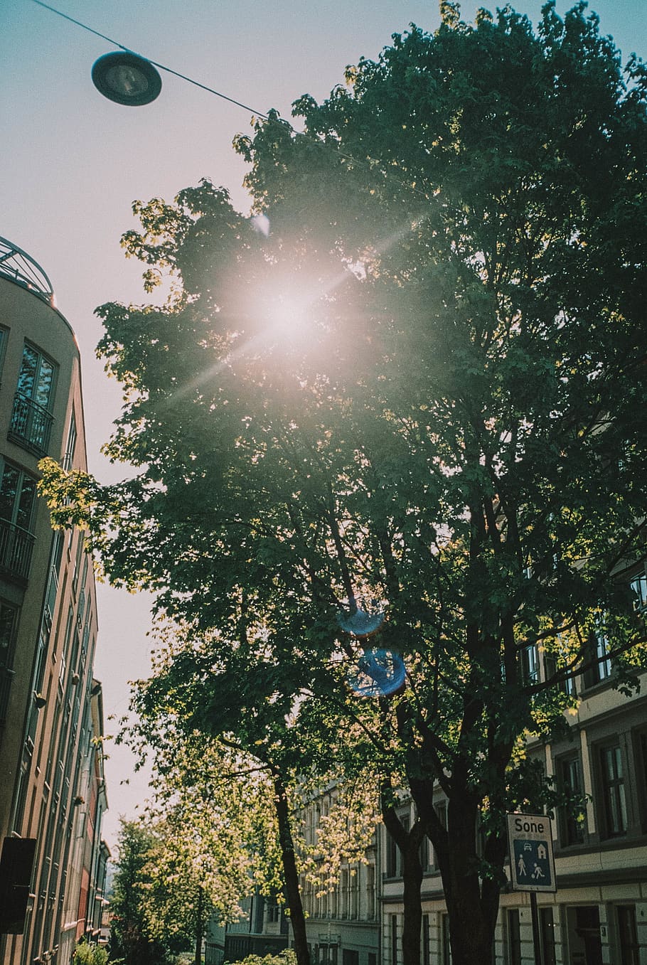 norway, oslo, norge, tree, building exterior, architecture HD wallpaper