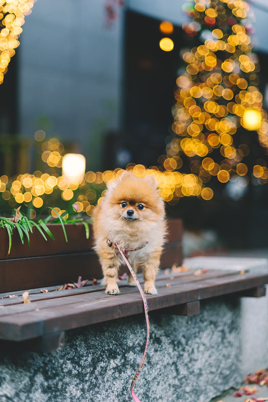 dog standing on bench, animal themes, mammal, one animal, illuminated HD wallpaper