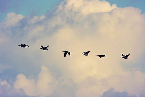 bird migration, geese, flying, sky, clouds, together, wild geese HD wallpaper