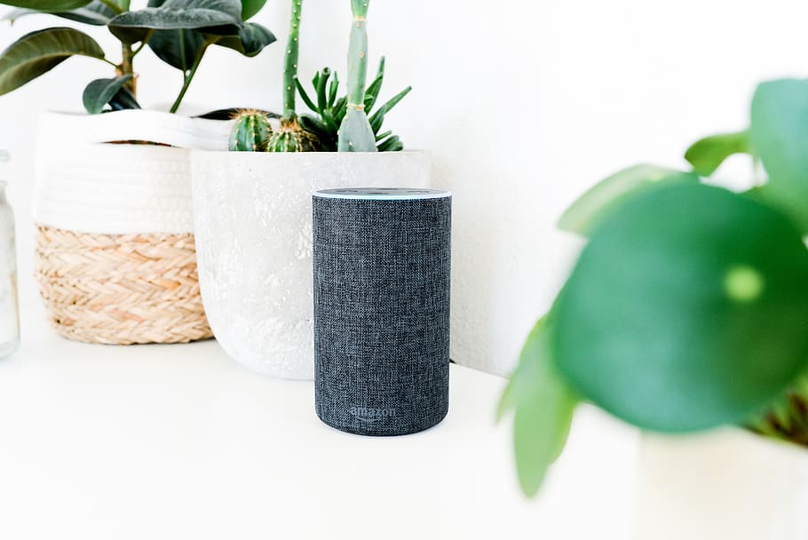Amazon Echo, toy, furniture, tabletop, home decor, plant, flower HD wallpaper