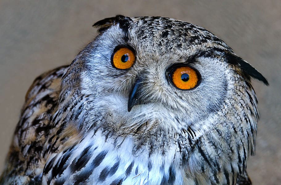 eagle, bubo bubo, bird, owl, eared owl, nature, feather, cute HD wallpaper