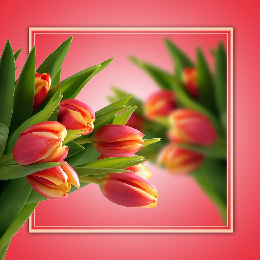 tulips, background, blur, pink, flowers, color, plant, flowering plant HD wallpaper