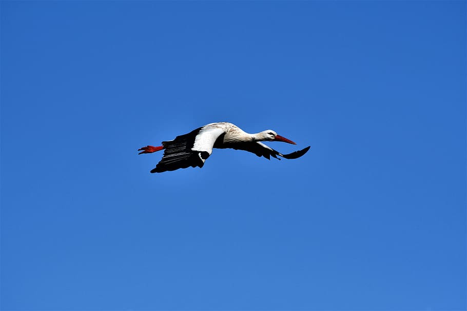 stork, flying, bird, nature, rattle stork, plumage, wing, elegant HD wallpaper