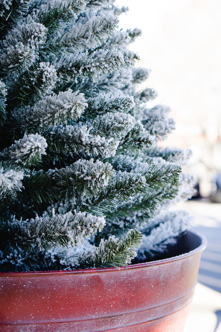 snow covered pine plant, tree, nature, outdoors, ice, frost, abies HD wallpaper