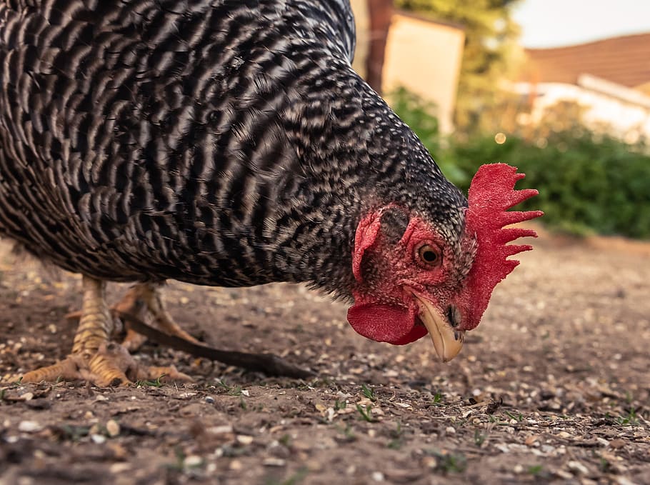 chicken, hen, poultry, range, bill, agriculture, animal, farm HD wallpaper