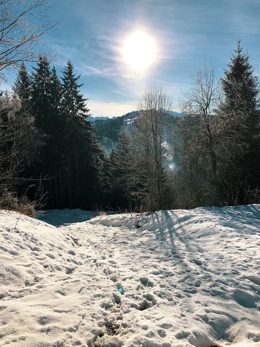 fir, plant, tree, abies, conifer, pine, snow, outdoors, sun HD wallpaper