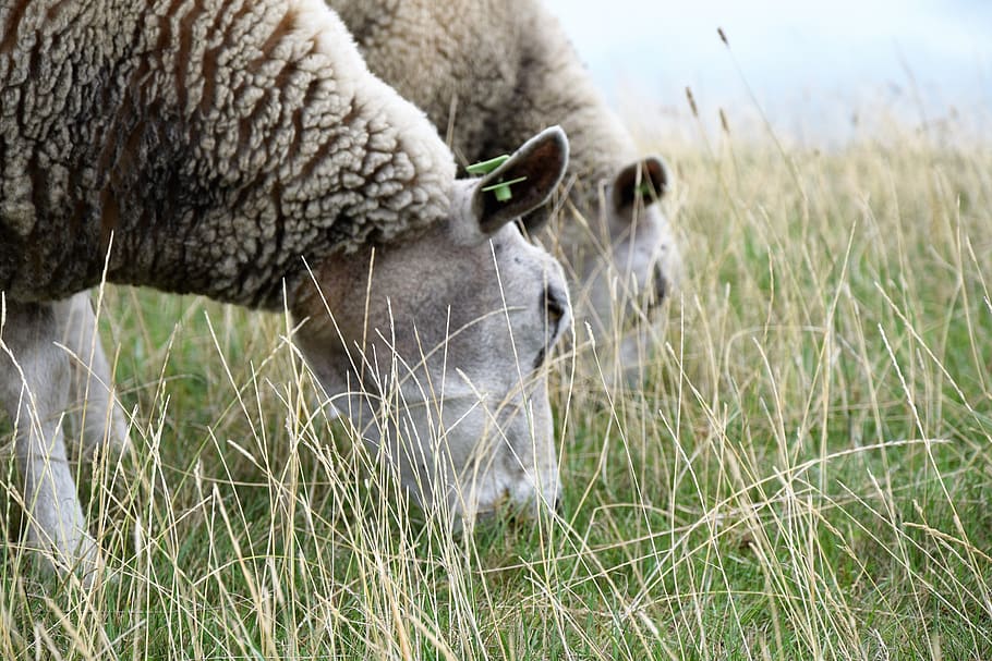 sheep, browser, grass, animal themes, mammal, field, domestic animals, HD wallpaper