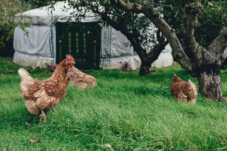 three brown hen under tree, animal themes, bird, livestock, plant HD wallpaper