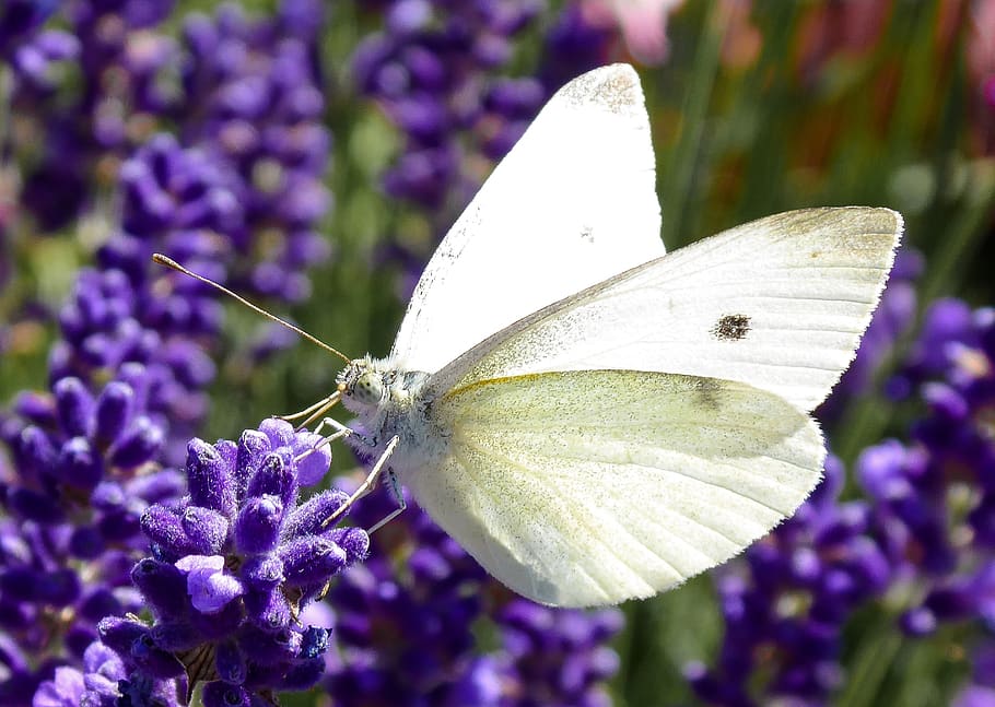 nature, butterfly, insect, wing, flower, lavender, nectar, food HD wallpaper