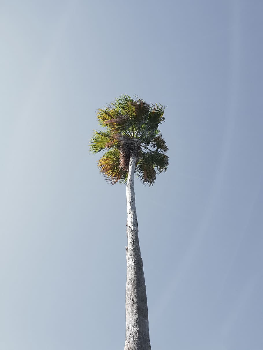 green coconut tree, plant, palm tree, arecaceae, summer, landscape HD wallpaper