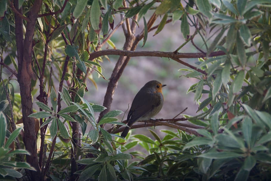 bird, robin, bush, hidden, garden, nature, cold, cute, one animal HD wallpaper