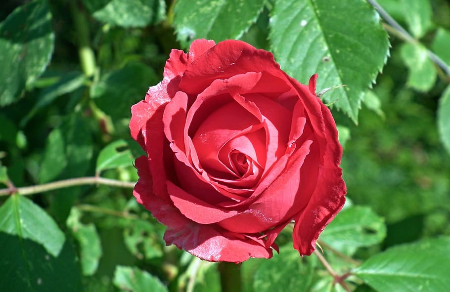 rose, red, flower, nature, leaf, plant, love, closeup, summer HD wallpaper