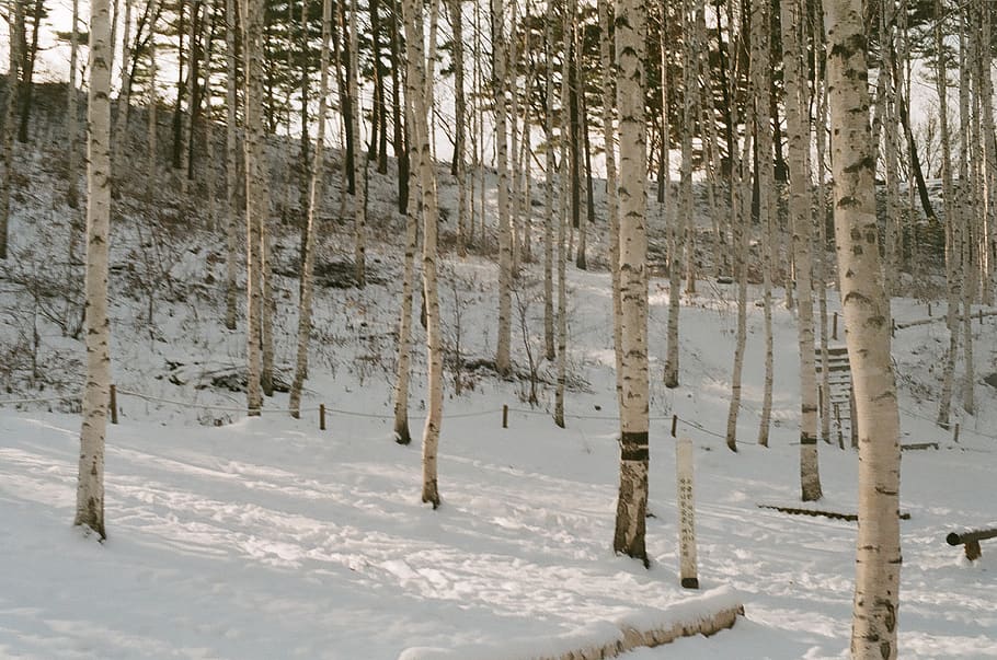 film, snow, winter, cold temperature, tree, land, plant, tranquility HD wallpaper