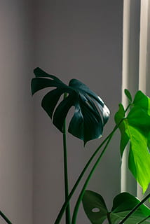 monstera, Interior, plant stem, growth, flowering plant, leaf HD wallpaper