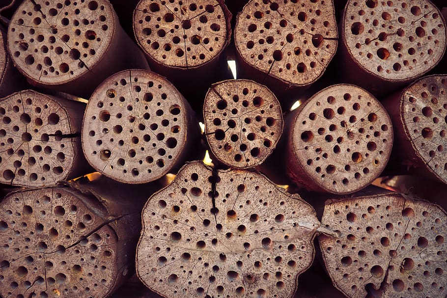 wood, insect, nature, animal world, insect hotel, insect box, HD wallpaper