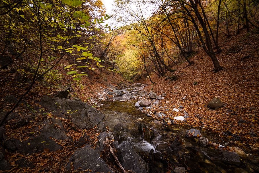 Stream Passing Through a Forest, beautiful view, daylight, environment HD wallpaper