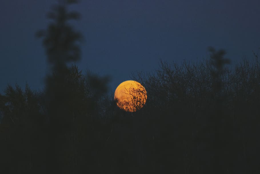 moon, circle, round, dark, night, sky, tree, silhouette, nature HD wallpaper