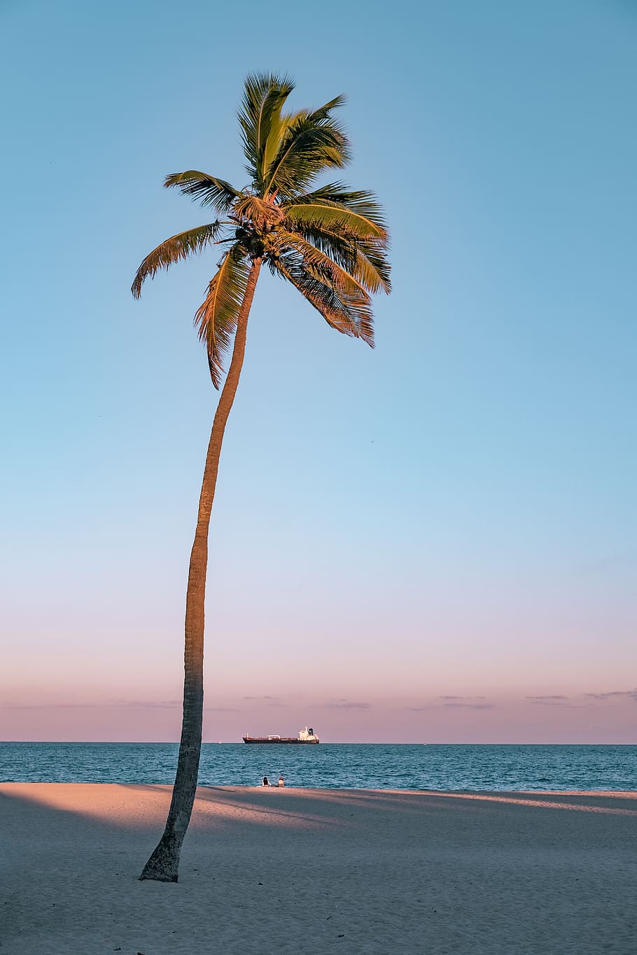 Photo of Coconut Tree On Seashore, beach, clear sky, dawn, exotic HD wallpaper