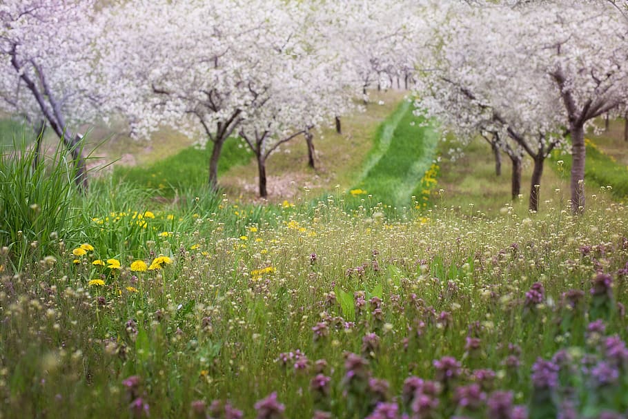 cherry blossoms, pink, background, backdrop, landscape, spring HD wallpaper