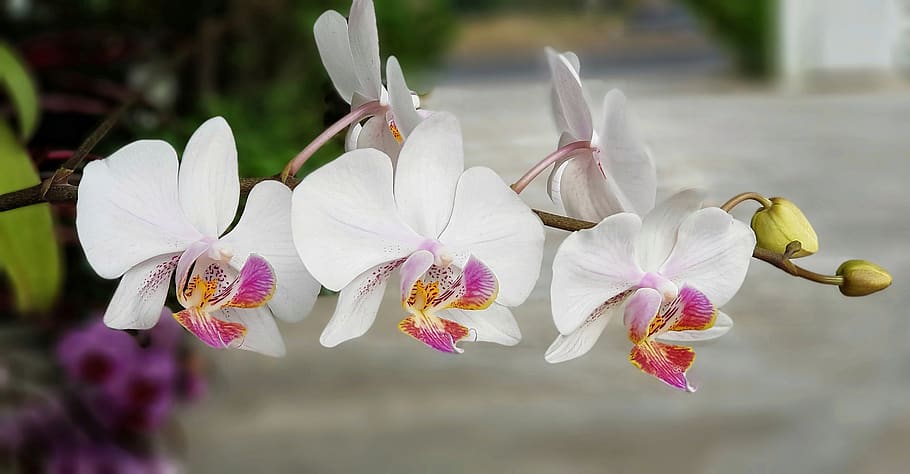 orchid, white, red, flower, flora, tropical, petal, blooming HD wallpaper