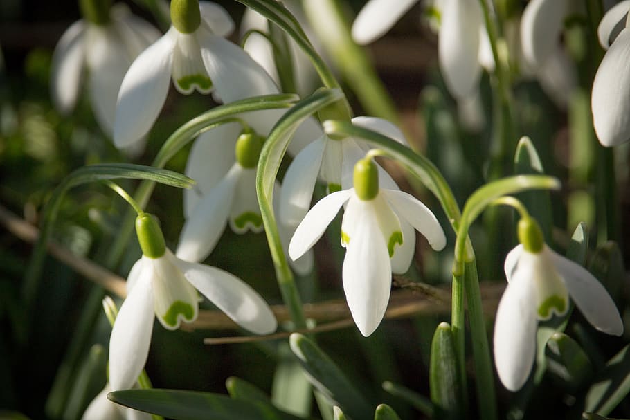 snowdrop, bulbs, netherlands, spring, holland, flowers, plant HD wallpaper