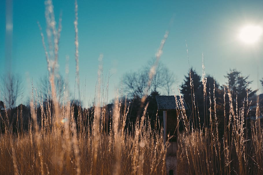 field, wheat, sky, background, plant, tree, nature, land, sunlight HD wallpaper
