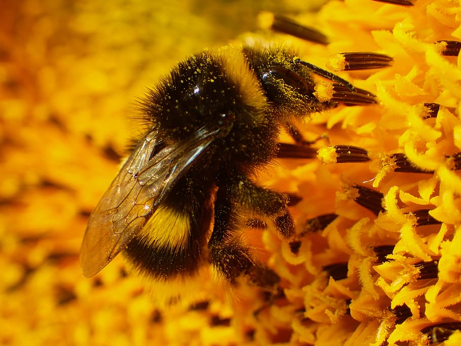 animal, beautiful, bee, black, bright, bug, bumble bee, flower, HD wallpaper