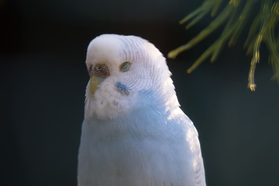 budgie, sleep, plumage, snooze, nap, parakeet, blue, sit, eyelid, HD wallpaper