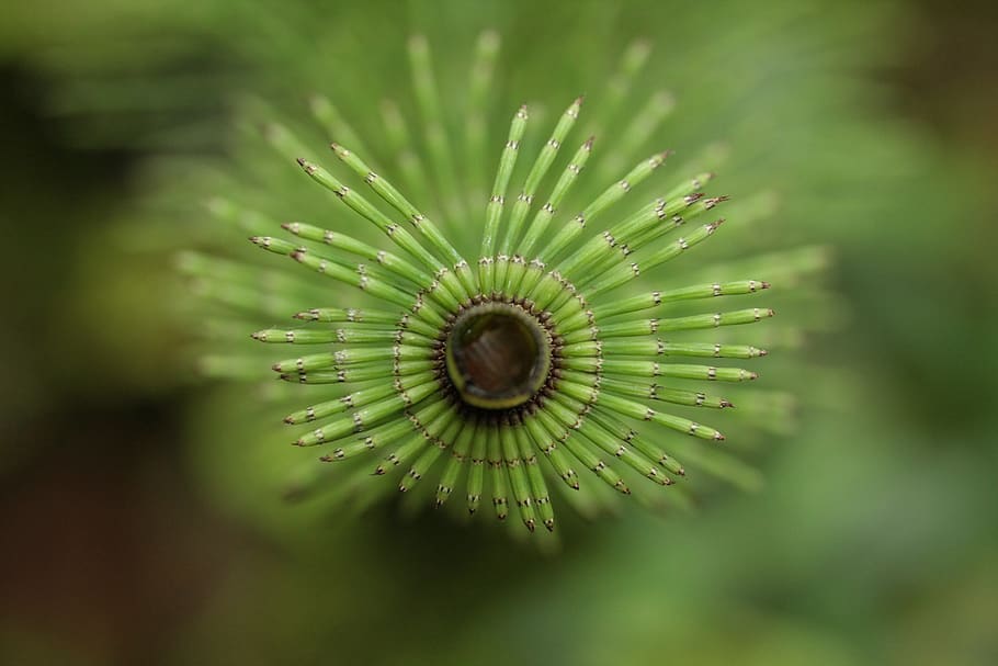 bamboo, spring, green, bud, plant, stengel, macro, garden, nature HD wallpaper