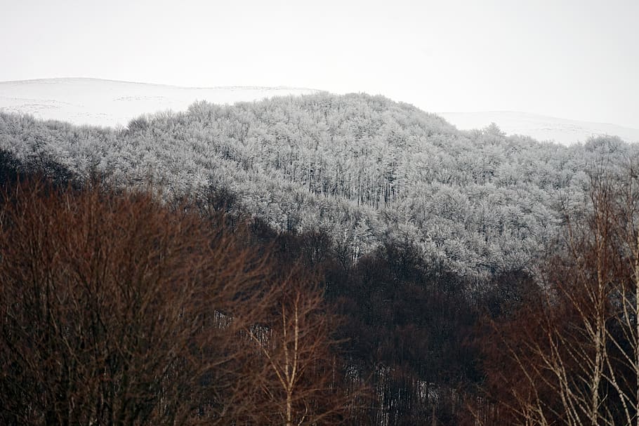 poland, wołosate, trees, bieszczady, forest, hill, winter HD wallpaper