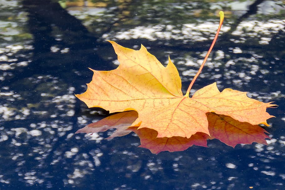 maple, leaf, fall, autumn, nature, car hood, shadow, plant part HD wallpaper