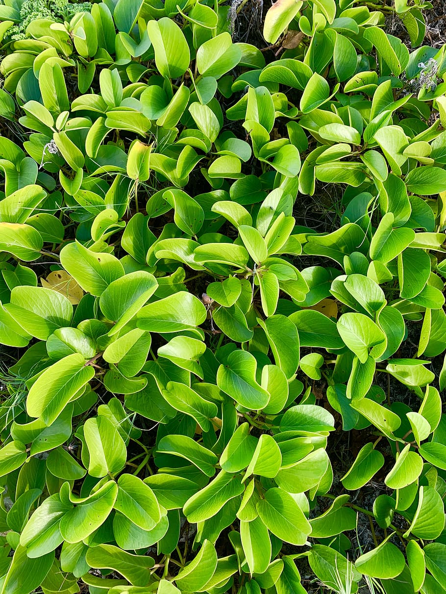 mexico, quintana roo c-1, green color, growth, plant, plant part, HD wallpaper