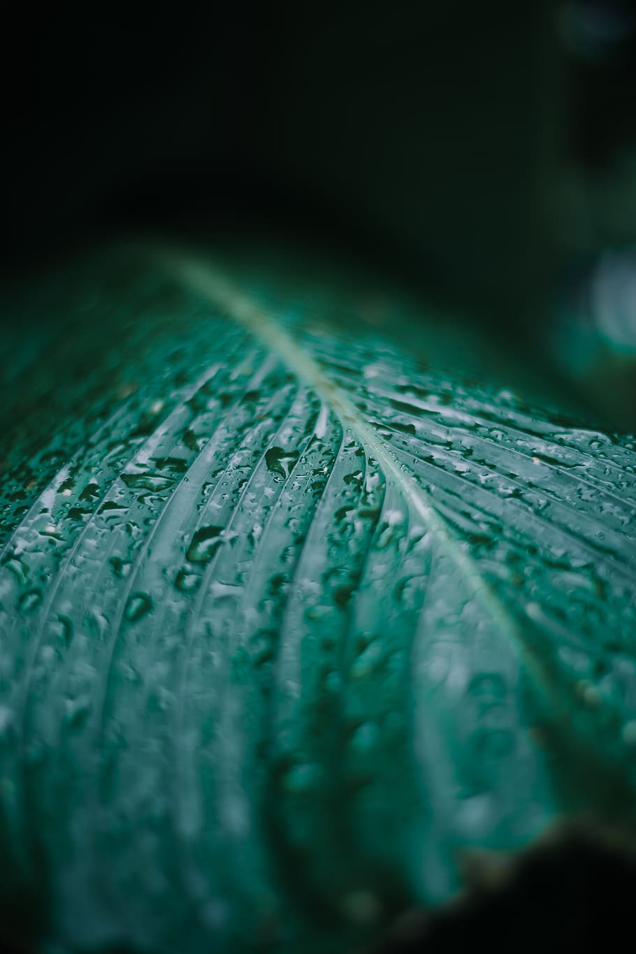 selective focus water dew, leaf, plant, veins, droplet, tree HD wallpaper