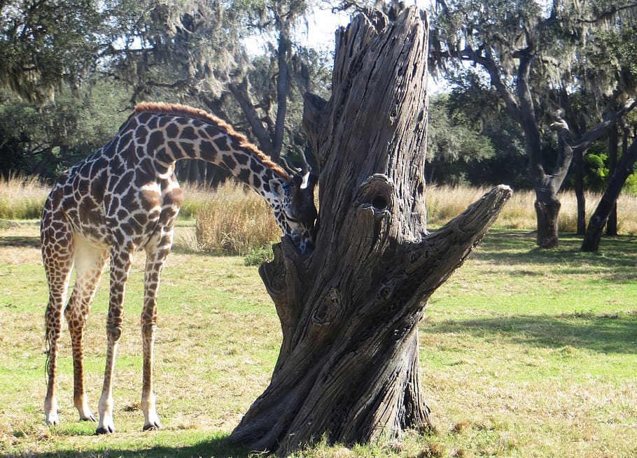 Giraffe Beside Gray Dead Tree, animal, daylight, daytime, environment HD wallpaper