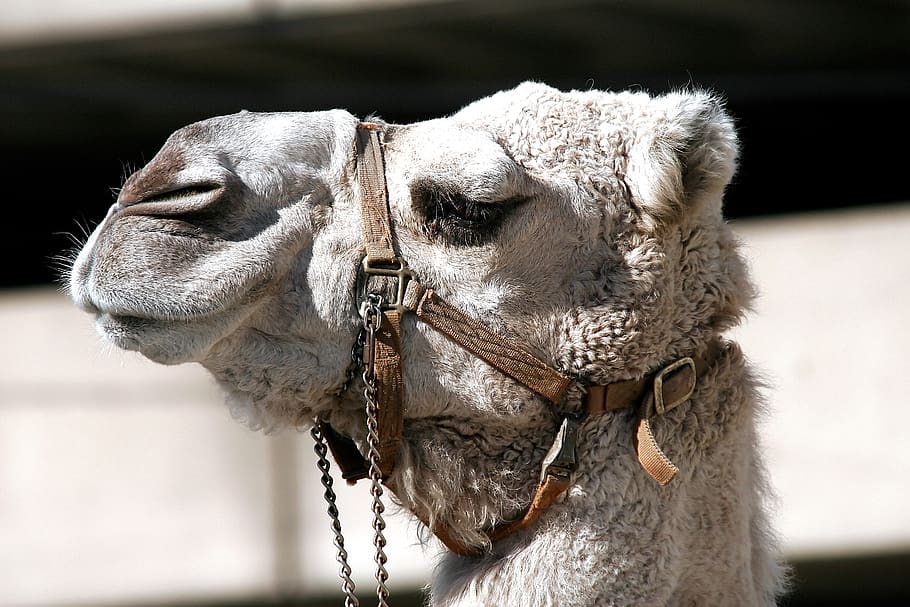 Close Up Photo of Gray Camel, animal, Arabian camel, chain, close-up, HD wallpaper
