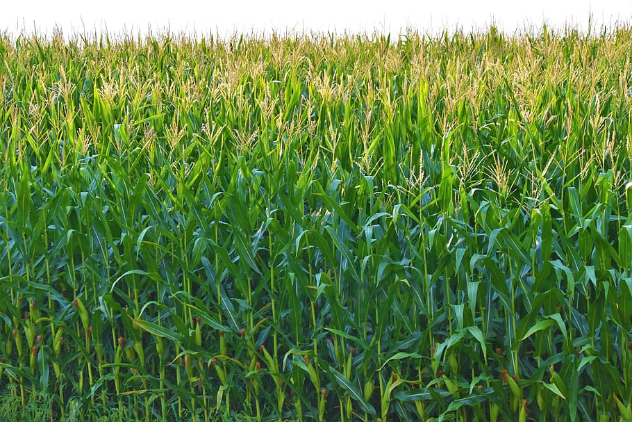 corn field in selective photography, growth, plant, green color HD wallpaper