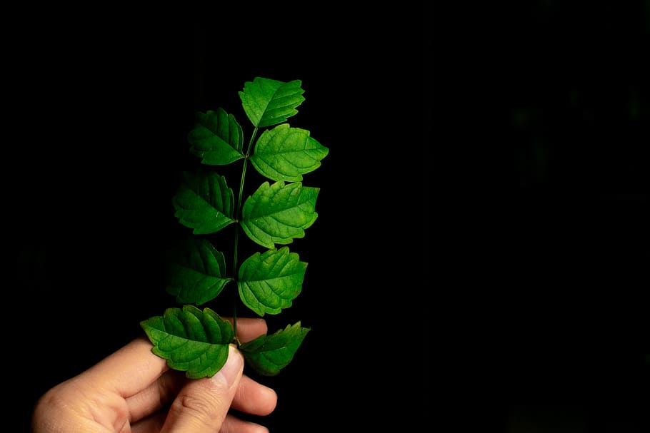 green leaf plant, potted plant, vase, jar, pottery, planter, herbs HD wallpaper