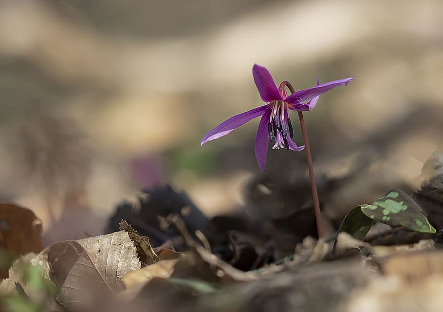 purple petaled flower, flowering plant, fragility, vulnerability HD wallpaper