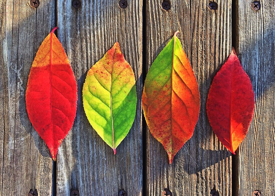 Four Leaves, colorful, colors, colourful, creative, red, leaf HD wallpaper
