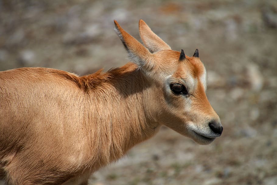 antelope, young animal, animal world, arabian oryx, cute, zoo, HD wallpaper