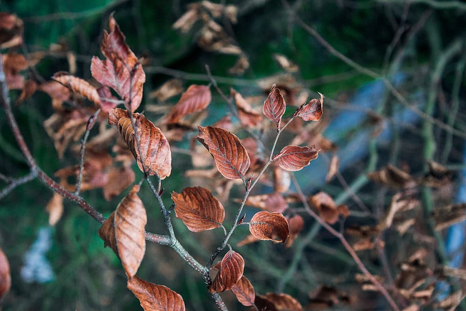 selective focus photo of brown leaf, veins, germany, baumwipfelpfad bavarian forest, HD wallpaper